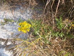 Sisymbrium austriacum