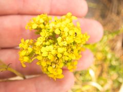 Sisymbrium austriacum