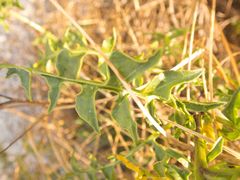 Sisymbrium austriacum