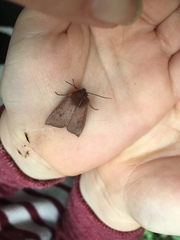 Orthosia transparens