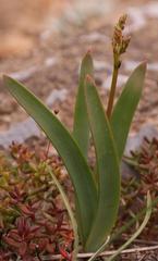 Trachyandra paniculata
