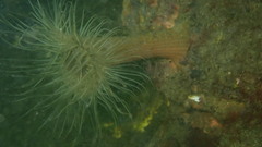 Sagartiogeton undatus
