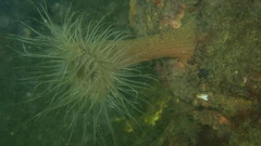 Sagartiogeton undatus