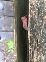 Orthosia transparens
