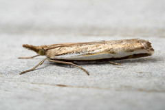 Orocrambus flexuosellus