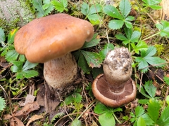 Cortinarius quercophilus