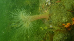 Sagartiogeton undatus