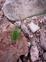 Mactruchus ischnodus