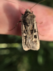 Euxoa ochrogaster