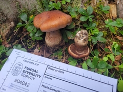 Cortinarius quercophilus