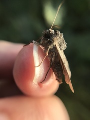Euxoa ochrogaster