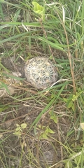 Coryphantha pseudoradians