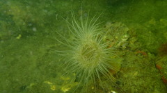 Sagartiogeton undatus