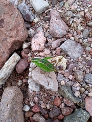 Mactruchus ischnodus