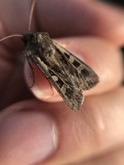 Euxoa ochrogaster