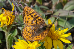Boloria astarte