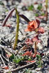 Indigofera procumbens