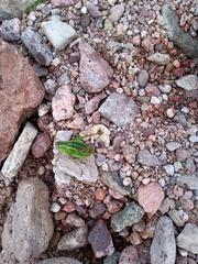 Mactruchus ischnodus