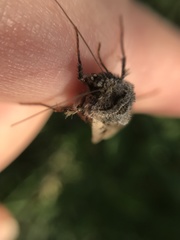 Euxoa ochrogaster