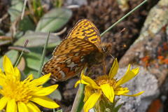 Boloria astarte