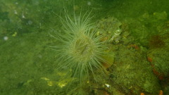 Sagartiogeton undatus