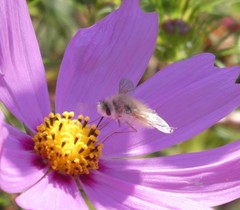 Anastoechus barbatus