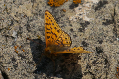 Boloria astarte