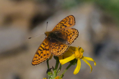 Boloria astarte