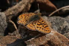Boloria astarte