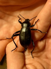 Blaps lusitanica