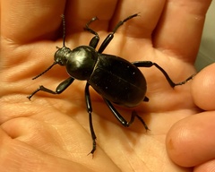 Blaps lusitanica