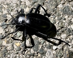 Blaps lusitanica