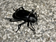 Blaps lusitanica