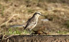 Mimus saturninus
