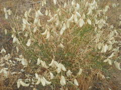 Astragalus douglasii perstrictus