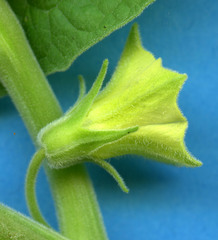 Physalis ignota