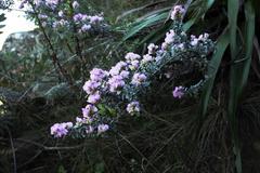 Podalyria variabilis