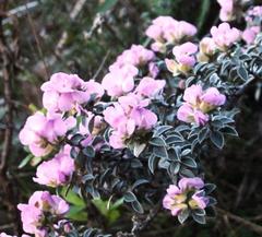 Podalyria variabilis