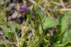 Gentianella propinqua
