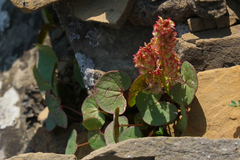 Oxyria digyna