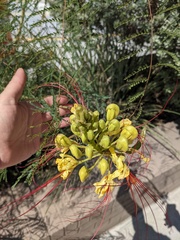 Erythrostemon gilliesii