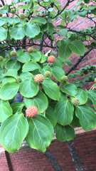 Cornus kousa