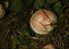Agaricus