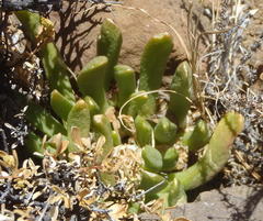 Glottiphyllum surrectum