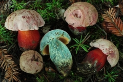 Rubroboletus rubrosanguineus