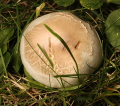Agaricus