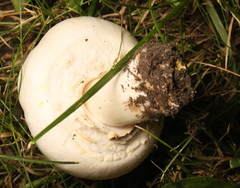 Agaricus