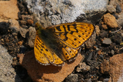 Boloria astarte
