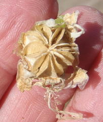 Glottiphyllum surrectum