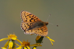 Boloria astarte